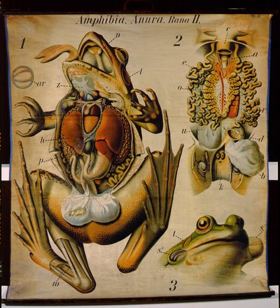 Anatomia di una Rana, no.27, Carta murale zoologica di Pfurtscheller da Paul Pfurtscheller